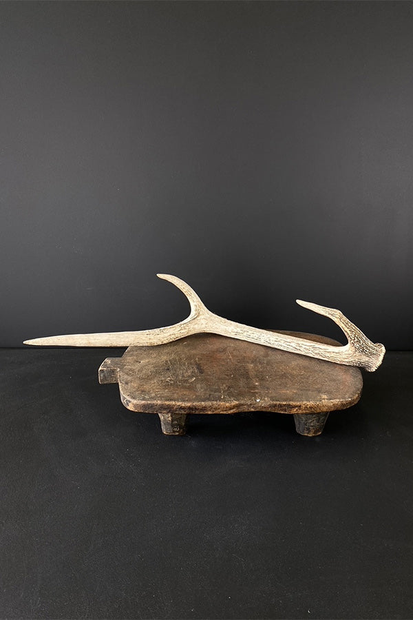 Large Red DeerAntler V1