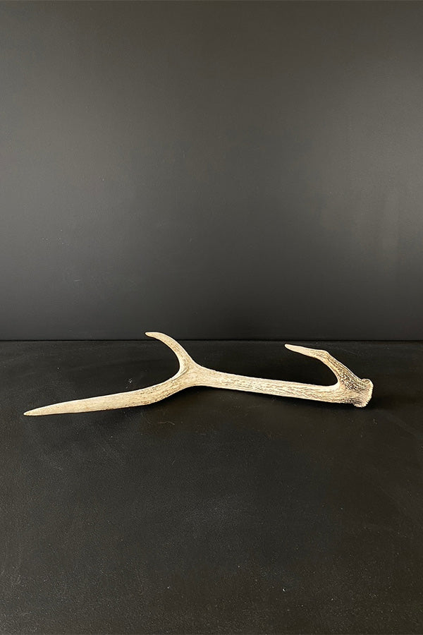 Large Red DeerAntler V1