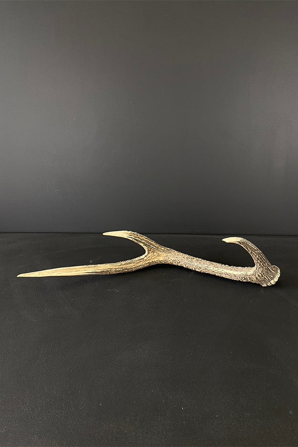 Large Red Deer Antler V5