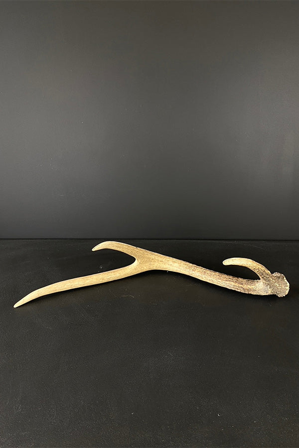 Large Red Deer Antler V4