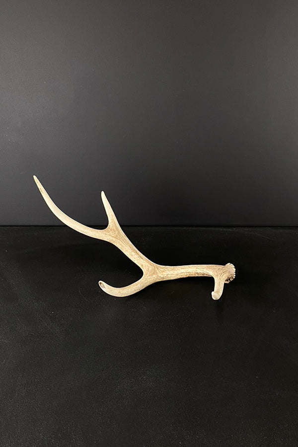 Medium Elk Antler V1