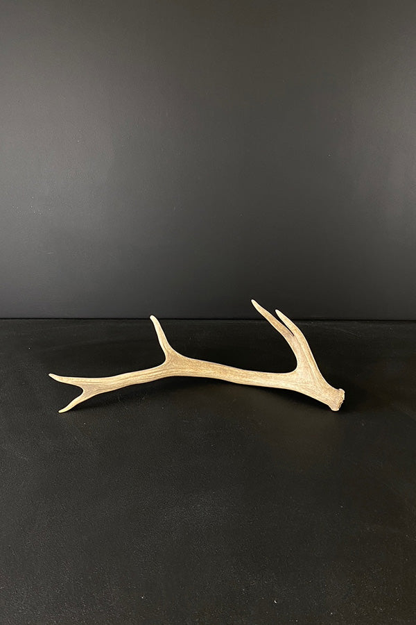 Medium Elk Antler V2