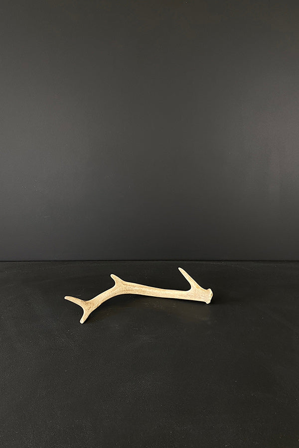 Small Elk Antler V2