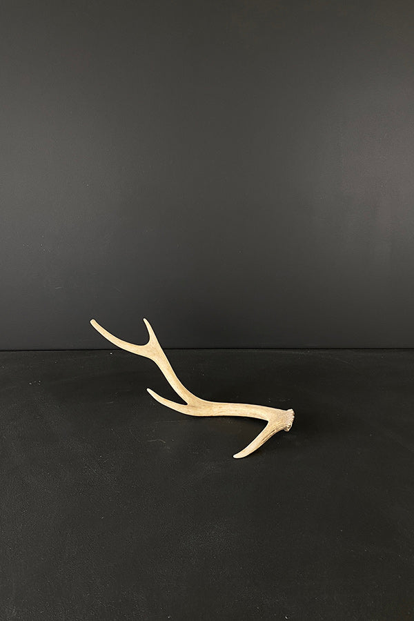 Small Elk Antler V1